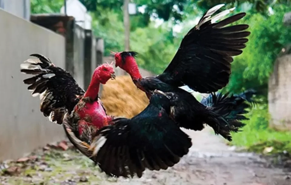 So sánh đá gà nòi với các hình thức khác