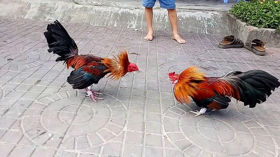 Kinh nghiệm ăn tiền khi cược đá gà trực tuyến SV388