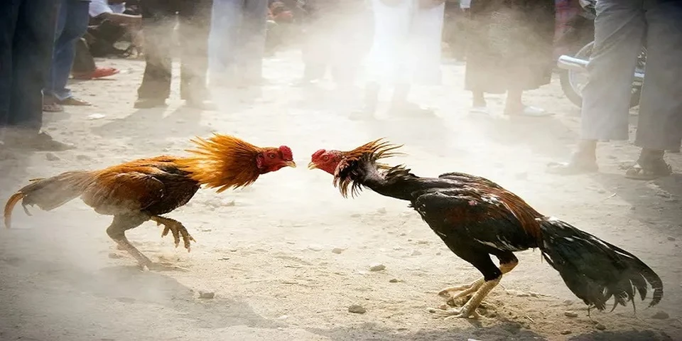 Sở hữu tỷ lệ thắng dài hạn với 3+ mẹo đá gà đỉnh cao