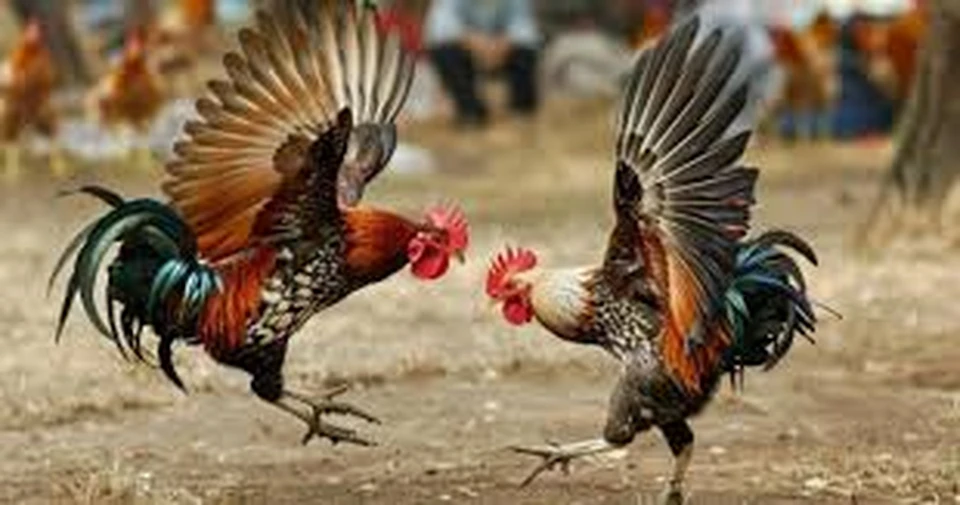 Bật mí mẹo đá gà soi chiến kê của đối thủ