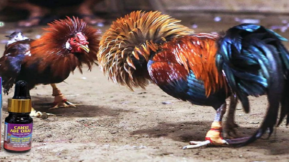 Thuốc gà đá có vai trò vô cùng quan trọng trong chọi kê