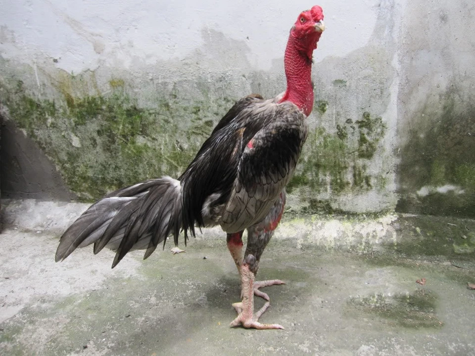 Các dòng kê thường sở hữu vảy gà hoa đăng